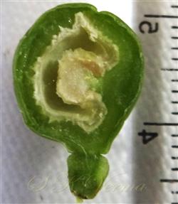  L.S.Fruit